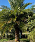 Wild Date Palm, Phoenix Sylvester Palm (Phoenix sylvestris) - PlantologyUSA - 8-9 Feet