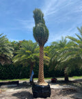 Wild Date Palm, Phoenix Sylvester Palm (Phoenix sylvestris) - PlantologyUSA - 8-9 Feet