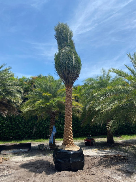 Wild Date Palm, Phoenix Sylvester Palm (Phoenix sylvestris) - PlantologyUSA - 8-9 Feet