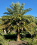 Wild Date Palm, Phoenix Sylvester Palm (Phoenix sylvestris) - PlantologyUSA - 8-9 Feet