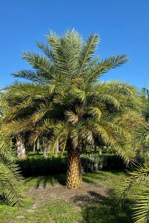 Wild Date Palm, Phoenix Sylvester Palm (Phoenix sylvestris) - PlantologyUSA - 8-9 Feet