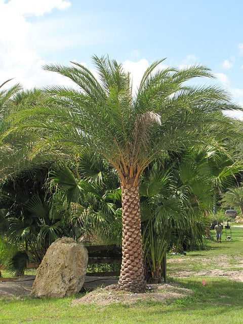 Wild Date Palm, Phoenix Sylvester Palm (Phoenix sylvestris) - PlantologyUSA - 8-9 Feet