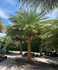 Wild Date Palm, Phoenix Sylvester Palm (Phoenix sylvestris) - PlantologyUSA - 8-9 Feet