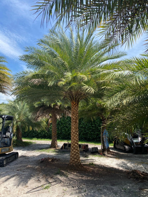 Wild Date Palm, Phoenix Sylvester Palm (Phoenix sylvestris) - PlantologyUSA - 8-9 Feet