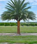 Wild Date Palm, Phoenix Sylvester Palm (Phoenix sylvestris) - PlantologyUSA - 8-9 Feet