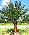 Wild Date Palm, Phoenix Sylvester Palm (Phoenix sylvestris) - PlantologyUSA - 8-9 Feet