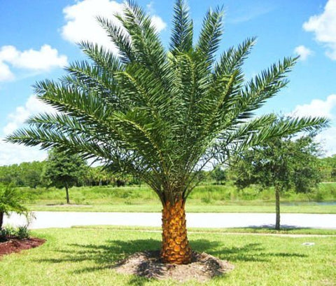 Wild Date Palm, Phoenix Sylvester Palm (Phoenix sylvestris) - PlantologyUSA - 8-9 Feet