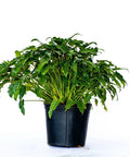 Xanadu (Philodendron xanadu) - Bird of ParadiseUSA - 3 Gallon