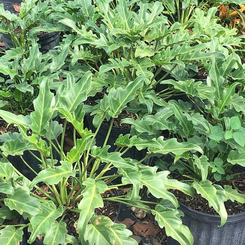 Xanadu (Philodendron xanadu) - Bird of ParadiseUSA - 3 Gallon
