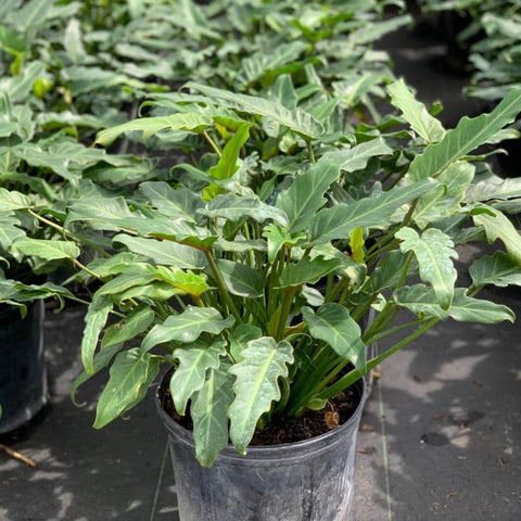 Xanadu (Philodendron xanadu) - Bird of ParadiseUSA - 3 Gallon