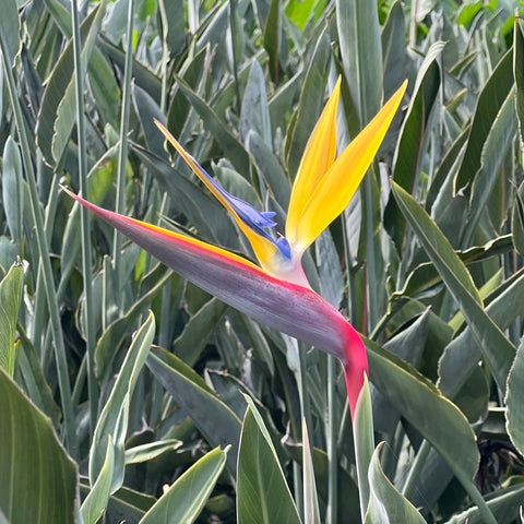 Yellow Bird Of Paradise (Strelitzia reginae) - PlantologyUSA - Small 1-2 Feet