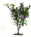 Y.T.T. Yesterday, Today, Tomorrow - (Brunfelsia Calycina) - PlantologyUSA - 3 Gallon