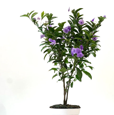 Y.T.T. Yesterday, Today, Tomorrow - (Brunfelsia Calycina) - PlantologyUSA - 3 Gallon