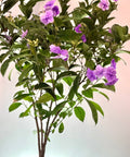 Y.T.T. Yesterday, Today, Tomorrow - (Brunfelsia Calycina) - PlantologyUSA - 3 Gallon