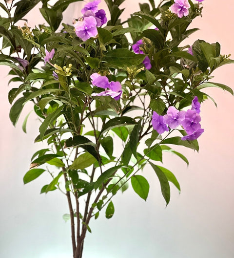 Y.T.T. Yesterday, Today, Tomorrow - (Brunfelsia Calycina) - PlantologyUSA - 3 Gallon