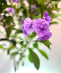Y.T.T. Yesterday, Today, Tomorrow - (Brunfelsia Calycina) - PlantologyUSA - 3 Gallon