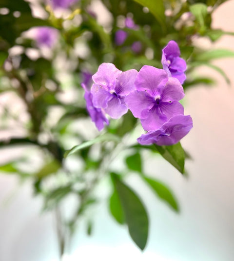 Y.T.T. Yesterday, Today, Tomorrow - (Brunfelsia Calycina) - PlantologyUSA - 3 Gallon
