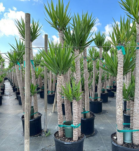 Yucca Cane (Yucca elephantipes) - Bird of ParadiseUSA - 2 feet (2-1)