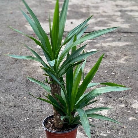 Yucca Cane (Yucca elephantipes) - Bird of ParadiseUSA - 3 Gallon