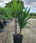 Yucca Cane (Yucca elephantipes) - Bird of ParadiseUSA - 7 Gallon