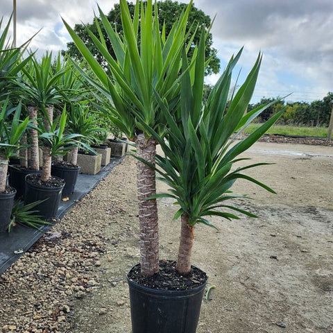 yucca cane plant Yucca Cane for Sale