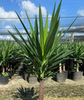 Yucca Cane (Yucca elephantipes) - Bird of ParadiseUSA - 7 Gallon