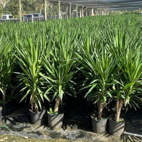 Yucca Cane (Yucca elephantipes) - Bird of ParadiseUSA - 7 Gallon