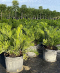 Zamia Coontie Palm (Zamia integrifolia) - Bird of ParadiseUSA - 3 Gallon