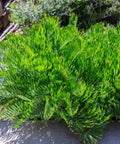 Zamia Coontie Palm (Zamia integrifolia) - Bird of ParadiseUSA - 7 Gallon