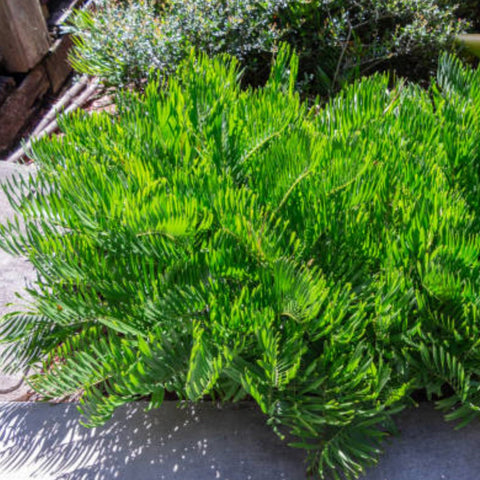 Zamia Coontie Palm (Zamia integrifolia) - Bird of ParadiseUSA - 7 Gallon