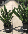 ZZ Plant (Zamioculcas Zamiifolia) - Plantology USA - Small 8 Inches